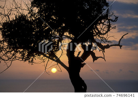 CYPRUS LARNAKA OLIVE TREE 74696141
