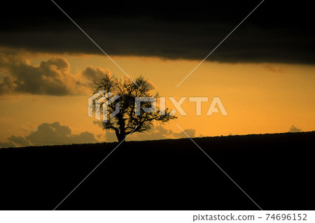 CYPRUS LARNAKA OLIVE TREE CYPRUS LARNAKA OLIVE TREE 74696152