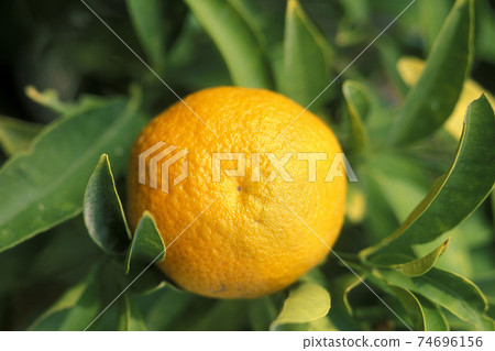 CYPRUS LARNAKA TANGERINE TREE CYPRUS LARNAKA TANGERINE TREE 74696156