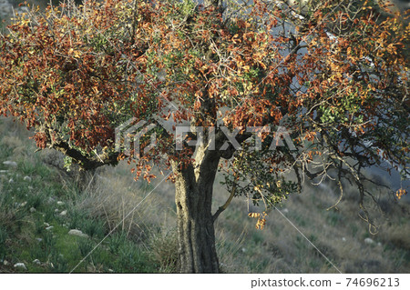 CYPRUS LARNAKA OLIVE TREE CYPRUS LARNAKA OLIVE TREE 74696213