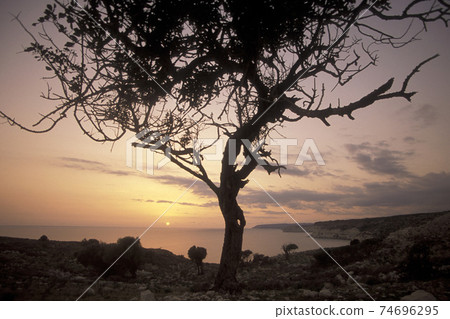 CYPRUS LARNAKA OLIVE TREE CYPRUS LARNAKA OLIVE TREE 74696295