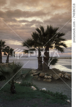 CYPRUS LARNAKA PALM TREE 74696318