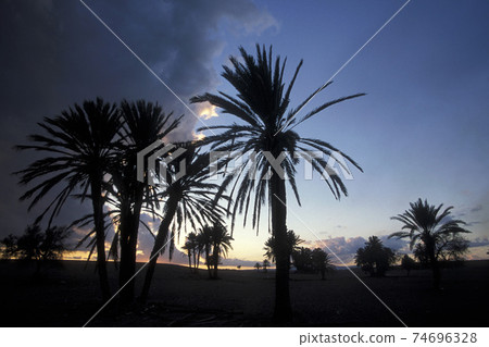 CYPRUS LARNAKA PALM TREE 74696328