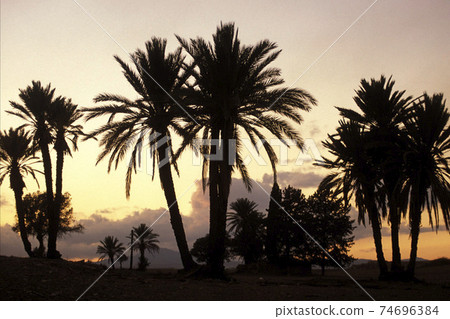 CYPRUS LARNAKA PALM TREE 74696384
