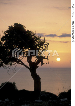 CYPRUS LARNAKA OLIVE TREE CYPRUS LARNAKA OLIVE TREE 74696457