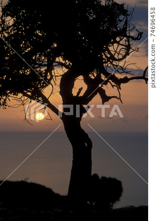 CYPRUS LARNAKA OLIVE TREE 74696458
