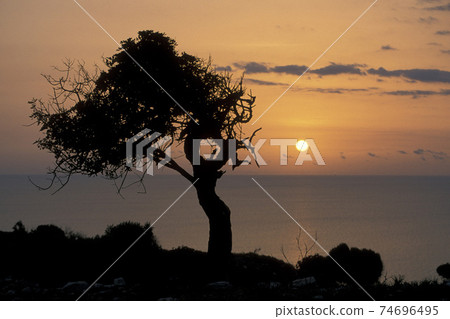 CYPRUS LARNAKA OLIVE TREE CYPRUS LARNAKA OLIVE TREE 74696495