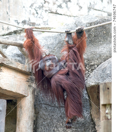 Orangutang Orangutang 74696747