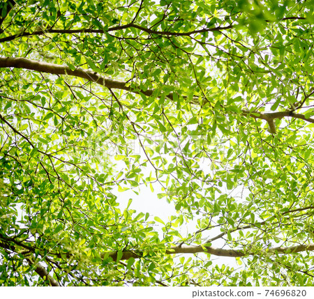 Green background 74696820