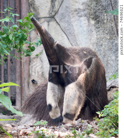 Anteater 74696821