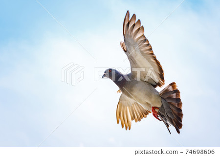 Dove flying in the sky Dove flying in the sky 74698606