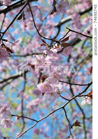 Sakura Sakura 74698748