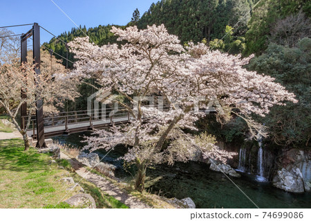大分縣中津市猿人千住峽和櫻花 74699086