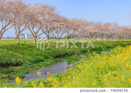 Cherry trees along the Kusaba River, Asakura-gun, Fukuoka Prefecture Cherry trees along the Kusaba River, Asakura-gun, Fukuoka Prefecture 74699536