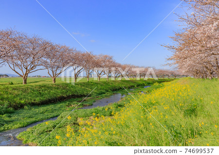 Cherry trees along the Kusaba River, Asakura-gun, Fukuoka Prefecture Cherry trees along the Kusaba River, Asakura-gun, Fukuoka Prefecture 74699537