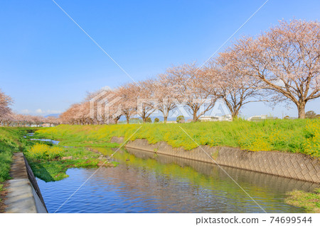 Cherry trees along the Kusaba River, Asakura-gun, Fukuoka Prefecture Cherry trees along the Kusaba River, Asakura-gun, Fukuoka Prefecture 74699544