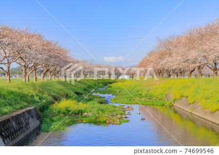 Cherry trees along the Kusaba River, Asakura-gun, Fukuoka Prefecture Cherry trees along the Kusaba River, Asakura-gun, Fukuoka Prefecture 74699546