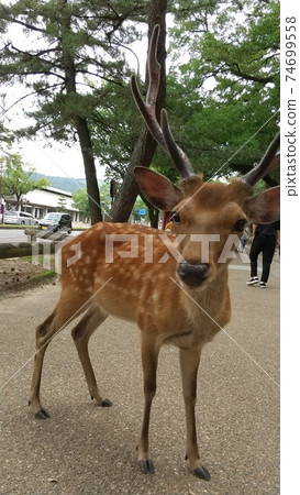 Deer in Nara Park approaching Deer in Nara Park approaching 74699558