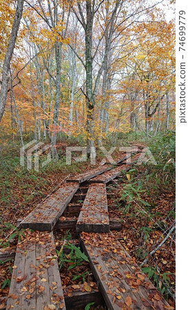 落葉的秋天秋天的瀨湖木棧道 74699779