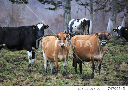 Ranch scenery / Jersey cow Ranch scenery / Jersey cow 74700545