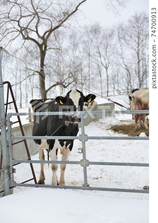 Winter ranch landscape-Holstein cow Winter ranch landscape-Holstein cow 74700913