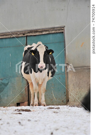 Winter ranch landscape-Holstein cow 74700914