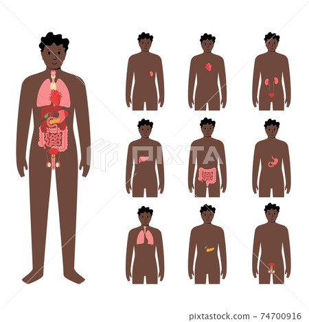 Internal Organs In Male Body Stock Illustration 74700916 Pixta