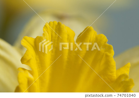 Narcissus flower macro shot local Narcissus flower macro shot local 74701040
