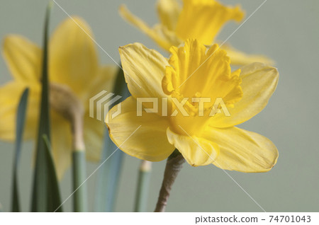 Narcissus flower macro shot Narcissus flower macro shot 74701043