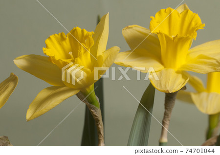 Narcissus flower macro shot Narcissus flower macro shot 74701044