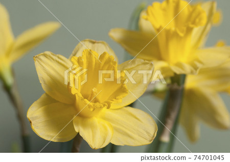 Narcissus flower macro shot Narcissus flower macro shot 74701045