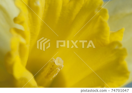 Narcissus flower macro shot Narcissus flower macro shot 74701047