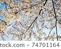 Cherry Blossoms	 74701164
