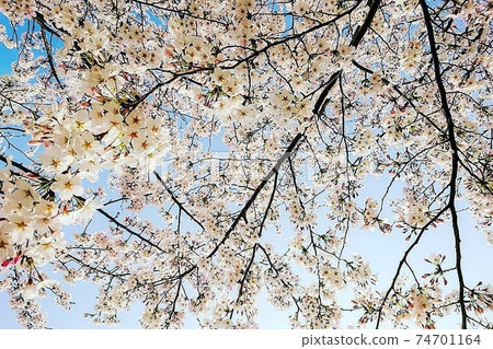 Cherry Blossoms	 74701164