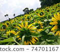 sunflower	 74701167