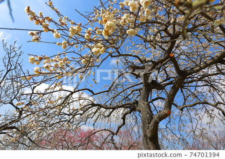 Plum trees Plum trees 74701394