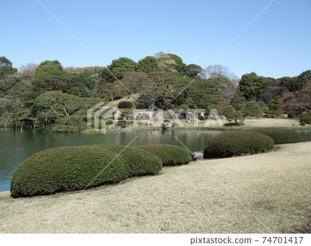 垂枝櫻花盛開時的六國園 74701417