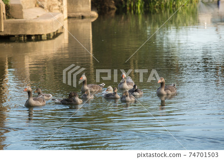 一個野鳥家族在牛津，泰晤士河和提琴手島附近游泳。 74701503