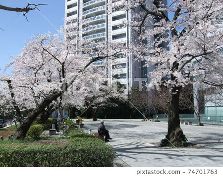 Spring Bunkyo Green Court (Sakura Square) where cherry blossoms bloom Spring Bunkyo Green Court (Sakura Square) where cherry blossoms bloom 74701763