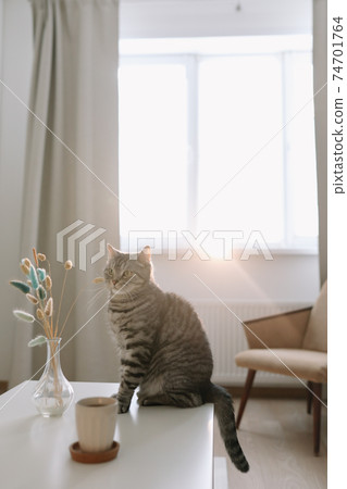 Cute cat and vase with flowers on the table in a cozy home interior. Cute cat and vase with flowers on the table in a cozy home interior. 74701764