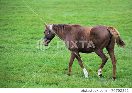 牧場風光，薩拉伯里德 74702231