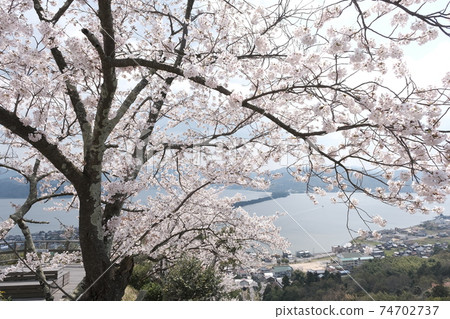 天橋立櫻 74702737