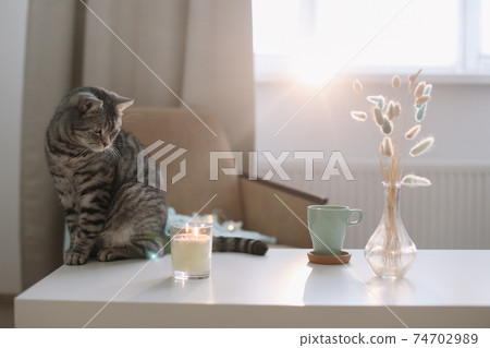 cute cat in a cozy home interior 74702989