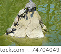 Turtles on the stone 74704049