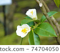 White camellia in the garden 74704050
