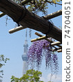 Sky tree and wisteria seen in the distance 74704051