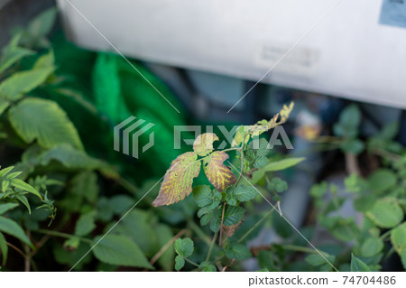 Cleaning up the garden Cleaning up the garden 74704486