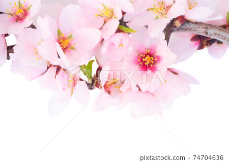 almond tree bloom almond tree bloom 74704636