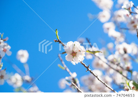 almond tree bloom 74704653