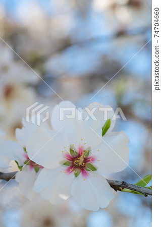 almond tree bloom 74704660